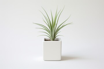 White Planter With Green Plant - obrazy, fototapety, plakaty