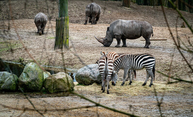 rhino and zebras near a water hole in zoo - 762255692