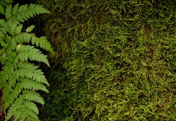 Moss and fern forest background, natural green background, moss texture.