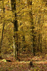 Forest in autumn, tress with yellow, golden, orange and brown autumnal leaves, forest in autumn...