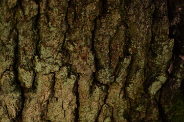 Bark brown and green texture, bark background,  natural cortex background. Tree bark closeup, shallow focus. - obrazy, fototapety, plakaty