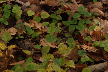 Autumn forest floor with green and yellow leaves, forest background, nature background.