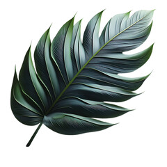 illustration of a tropical leaf, isolated on transparent background