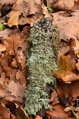 Lichenes on tree trunk among dry brown leaves, forest finding, forest backround, natural background.