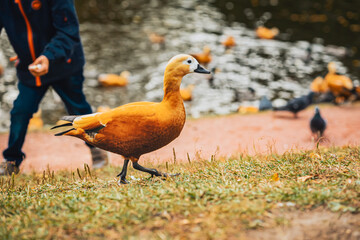 Duck is walking on grass near pond against backdrop of blurred people. Autumn, leaf fall
