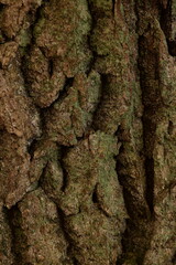 Bark brown and green texture, bark background, natural cortex background. Tree bark closeup.