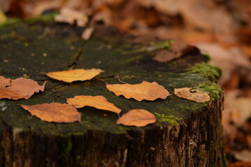 Autumn leaves on cut tree trunk in forest, natural autumn forest background, selective focus.