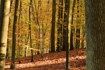Forest in autumn, tress with yellow, golden, orange and brown autumnal leaves, forest in autumn...