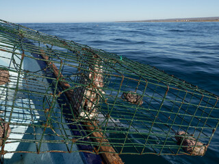 fishing with lobster pot in mexico