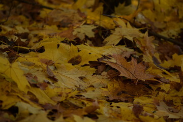 Autumn leaves background, dry colorful autumn leaves carpet, leaves fallen from trees in forest, yellow and golden leaves, autumn forest background, bokeh, selective focus.