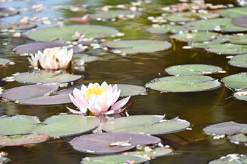 スイレンの浮かぶ池