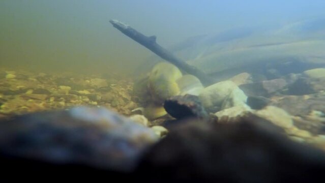 River lamprey, Lampetra fluviatilis, in a shallow river. Rare underwater footage of lampreys preparing the place for spawning. Close-up of Spawning River lamprey. European nature.