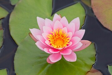 Nymphaea Marliacea Carnea is a medium to large free-flowering variety that has blooms that are flesh pink at the centre fading to white at the tips.