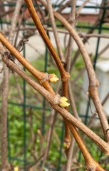 squirrel on a branch