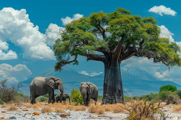 Fototapeten Elephants, Baobab tree and Mount Kilimanjaro in Amboseli National Park. © Tjeerd