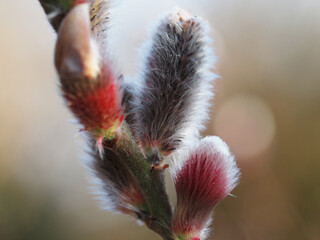 Pussy Willow