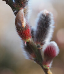 Pussy Willow