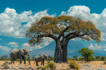 Poster Elephants, Baobab tree and Mount Kilimanjaro in Amboseli National Park. © Tjeerd