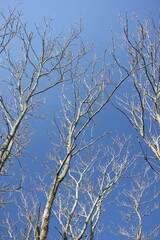 Bare tree branches reaching towards clear blue sky.