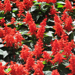 Salvia splendens,red fire sage