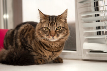 Portrait of domestic cat