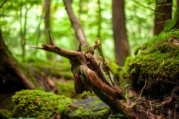苔に覆われた木の幹