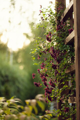 Clematis "Purpurea Plena Elegans" blooming on wooden trellis