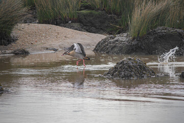 Egyptian goose takeoff