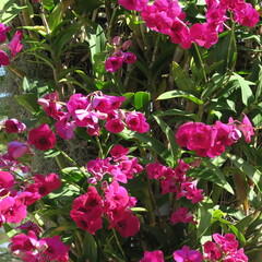 many, small, colorful, orchid, flowers, pink, white, flowers, beautiful