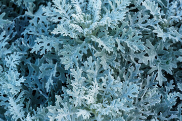 Natural macro background with silver leaves of Cineraria maritima (Jacobaea maritima) or Dusty miller (silver ragwort) close-up.