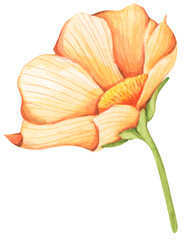 Watercolor painting of wildflower. - 762262068