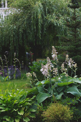 Big blue hosta blooming in summer garden with weeping willow on background