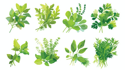 Herbs. Vector illustration isolated on white background