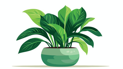 Home plant. Potted plant isolated. Decorative green