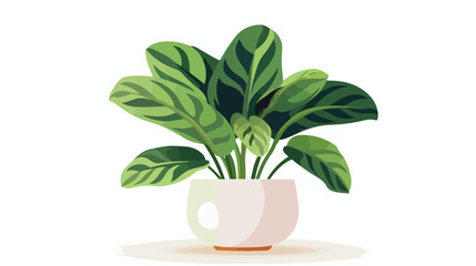 House plant in flowerpot on white background