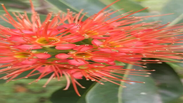 xanthostemon flower