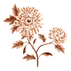 Flower chrysanthemum branch in watercolor, monochrome, isolated on white background. Hand drawn botanical illustration brown color. Vintage floral drawing template for wallpaper, textile, scrapbooking