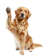 Golden retriever dog giving high five isolated on transparent background 