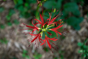 View of the red spider lily in autumn