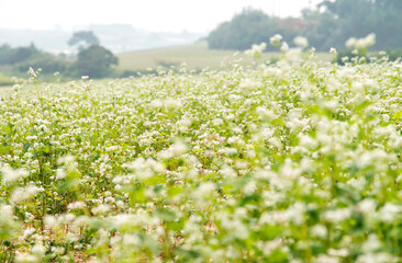 field of buckwheat flowers