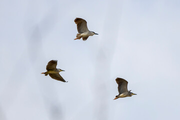 (Nycticorax nycticorax) in flight in the sky during the migration period.