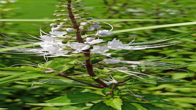 kidney tea plants or java tea