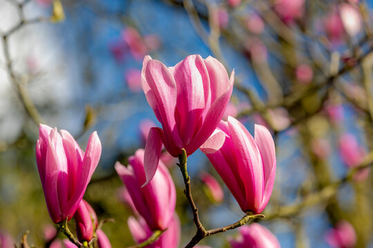 Selective focus branches of Magnolia full bloom on tree, Purple pink flower in spring under blue sky, A large genus of flowering plant species in the subfamily Magnolioideae, Natural floral background