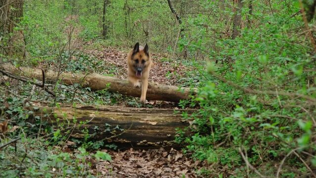 Red and black German Shepherd runs through a green spring forest and jumps over a fallen tree. Active dog jumps over a log on a trail in the park, front view. Horizontal 4k slow motion footage