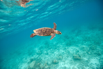 Obraz na płótnie Canvas Hawksbill turtle swimming in blue lagoon