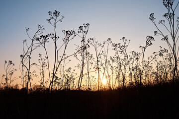 Dry bushes on the meadow at sunset. Selective focus