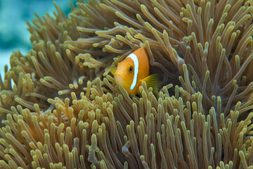 Clownfish Ocellaris symbiotic mutualism with anemone sea