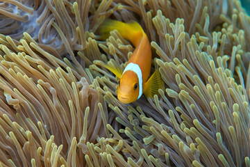 Clownfish Ocellaris symbiotic mutualism with anemone sea