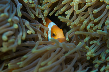 Clownfish Ocellaris symbiotic mutualism with anemone sea