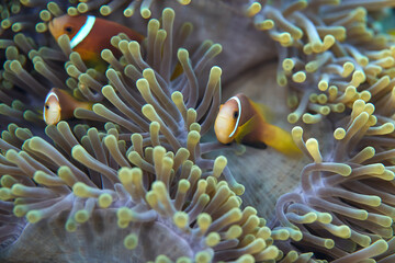 Naklejka na ściany i meble Clownfish Ocellaris symbiotic mutualism with anemone sea